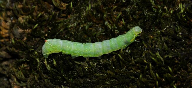Circulaire economie: hoe voedselreststromen worden omgezet in eiwitten