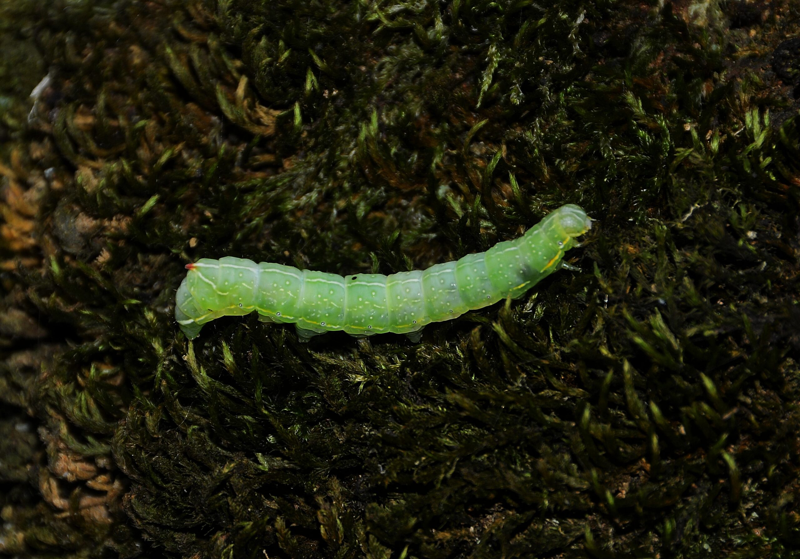Circulaire economie: hoe voedselreststromen worden omgezet in eiwitten